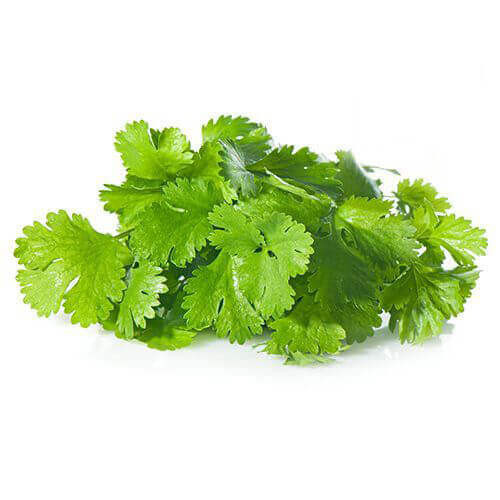 Coriander Leaves