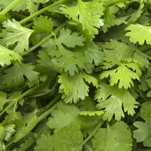 Coriander Leaves